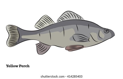 Freshwater fish illustration.
