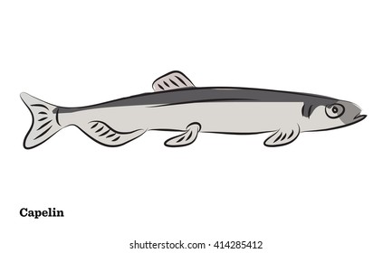 Freshwater fish illustration.