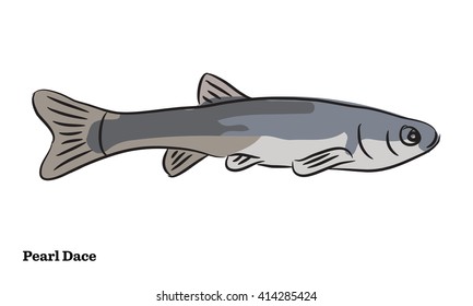 Freshwater fish illustration.