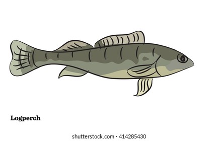 Freshwater fish illustration.