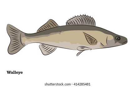 Freshwater fish illustration.