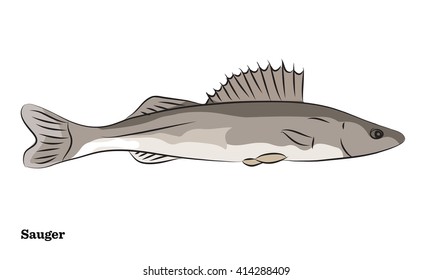 Freshwater fish illustration