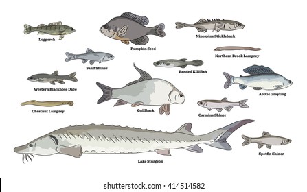 Freshwater fish illustrations. Johnny Darter, Bluegill, Yellow Perch, Fathead Minnow, Round Whitefish, Goldfish, Walleye and Shiner fishes.