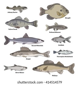 Freshwater fish illustrations. Logperch, Shiner, Pumpkin Seed, Lamprey, Dace, Quillback, Luke Sturgeon, Arctic Grayling.