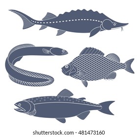 Freshwater fish. Isolated fish on white background