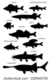 Freshwater fish of North America and Eurasia with common names (perch, northern hog sucker, pike, sunfish, walleye, trout, grayling, catfish, paddlefish). Vector drawn silhouettes images set.