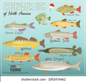 Freshwater Fish of North America. Infographic Poster for Fishing Club. Vector Illustration.