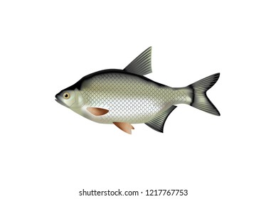 Freshwater fish on white background. 3d vector icon. Realism style. Vector illustration