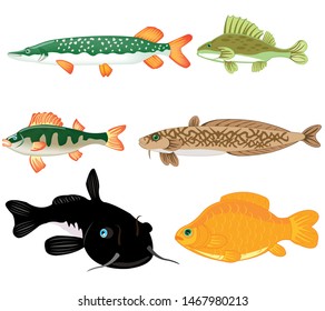 Freshwater fish on white background is insulated