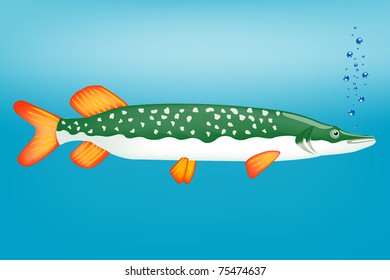 Freshwater fish pike in clean water
