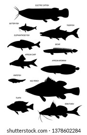 Freshwater fish of river Nile (tilapia, African carp, arowana, Tigerfish, catfish, Elephantnose fish, bichir). Vector drawn silhouettes images set.