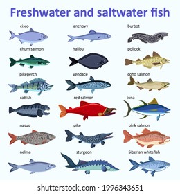 Freshwater fish and saltwater fish. Types and varieties of fish. Burbot, anchovy, vendace, chum salmon, catfish, tuna, pike, sturgeon, salmon, etc. Isolated over white.