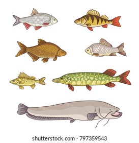 Freshwater fish - set of different fishes. Vector illustration. EPS8