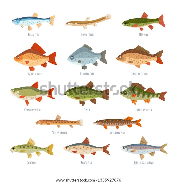 Freshwater fish set isolated on white background.\
Vector collection of different types of fish, such as European\
perch, alburnus, Bleak fish, Golden carp, Tench, Northern pike,\
Gudgeon, loach,\
Minnow