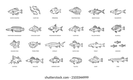 Freshwater fish set. Types of Fish