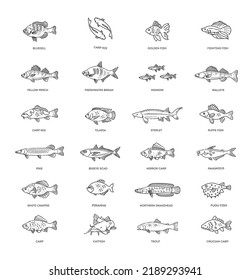 Freshwater fish set. Types of Edible Fish