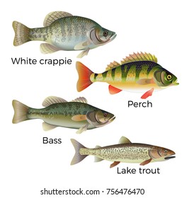 Freshwater fish set - white crappie, perch, bass and lake trout. Vector illustration isolated on white background