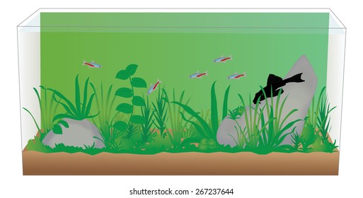 Freshwater Fish Tank