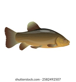 Freshwater fish tench or doctor fish in a realistic style, side view. Vector illustration isolated on a white background.