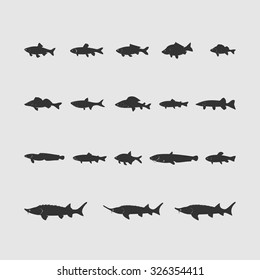 freshwater fish vector image set of new drawing