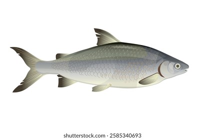 Freshwater fish whitefish. Salmon family. Coregonus lavaretus, cisco or vendace. Vector realistic illustration isolated on white background