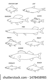 Freshwater fishes (carp; crucian carp; asp; ruffe; grayling; pike; perch; trout; zander; vendace; roach). Set of outline vector images.