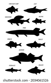 Freshwater fishes carp, pike, perch, trout, zander, vendace. Set of vector silhouette images.