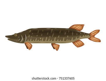 Freshwater flat icon colorful pike fish isolated on white background. Marine fresh food logo, fishing sport