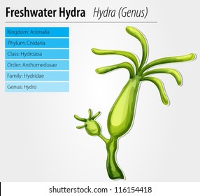 Freshwater hydra - Hydra genus