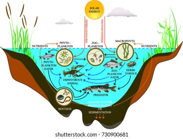 Freshwater lake ecosystem
