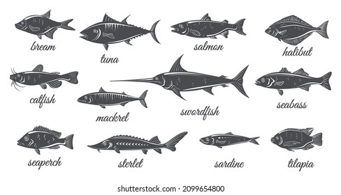Freshwater and marine silhouette fishes. Fish vintage silhouettes, catfish halibut tilapia salmon mackerel tuna bass sardine swordfish bream seafood menu neat icons. Silhouette fish illustration