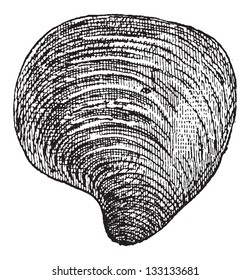 Freshwater Mussel, vintage gravierte Illustration. Wörterbuch der Wörter und Dinge - Larive und Fleury - 1895