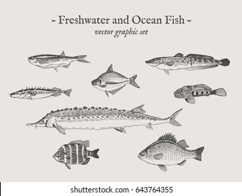 Freshwater and Ocean fish vintage vector illustration drawings set