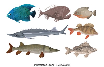 Freshwater and Ocean Fishes Set, Commercial Fish Species Vector Illustration