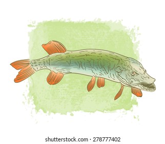 freshwater pike fish color drawing on watercolor background