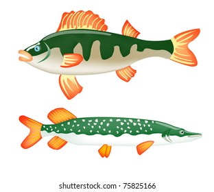 Freshwater ravenous fish perch and pike on white background