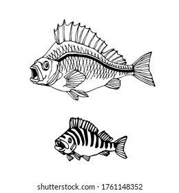 freshwater striped perch, commercial fish, river predator, delicious food, vector illustration with black contour lines isolated on white background in doodle & hand drawn style