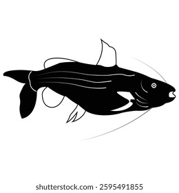 Freshwater Tengra fish, Tengara mystus vector silhouette illustration on white background 