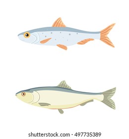 Freshwater vector fishes collection isolated on white background. Set Ocean, sea and river fishes icons collection. Sea realistic fish isolated