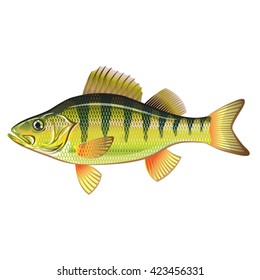 Freshwater Yellow Perch Vector Art graphic design file