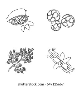 Fried cacao beans, dill, black pepper, vanilla.Herbs and spices set collection icons in outline style vector symbol stock illustration web.