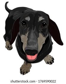 A friendly black dachshund dog vector