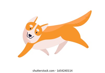 Friendly cartoon welsh corgi dog breed vector flat illustration. Smiling running orange and white colored pet isolated on white background. Cute small domestic animal with big ears and short legs