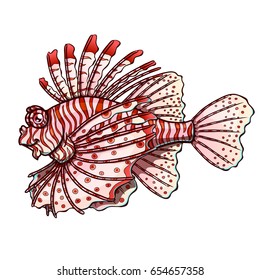 Friendly colorfull red strips lionfish separately on a white background. Beautiful fish, Pterois volitans. Manual vector illustration.