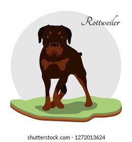 Friendly dog. Security guard. Friend man. The best breed. Breed dog rottweiler