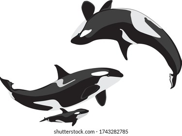 Friendly family of killer whales. Vector illustration.