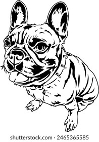 Amable bulldog francés. Ilustración de contorno de Vector sin fondo