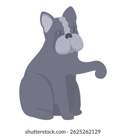 Friendly gray french bulldog sits calmly, raising its paw in a gesture of greeting