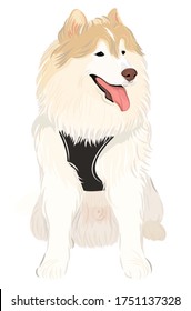 Friendly Siberian husky dog smiling