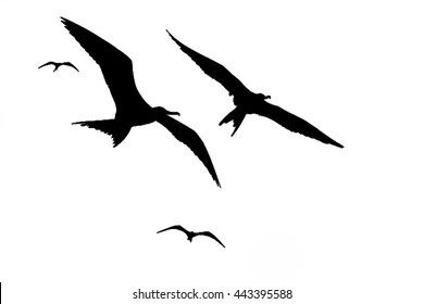 Frigatebird in flight
